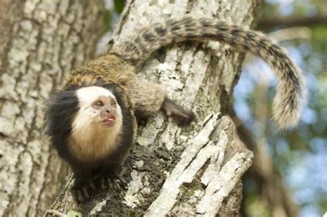 El mono tití como mascota ¡Lo que tienes que saber!